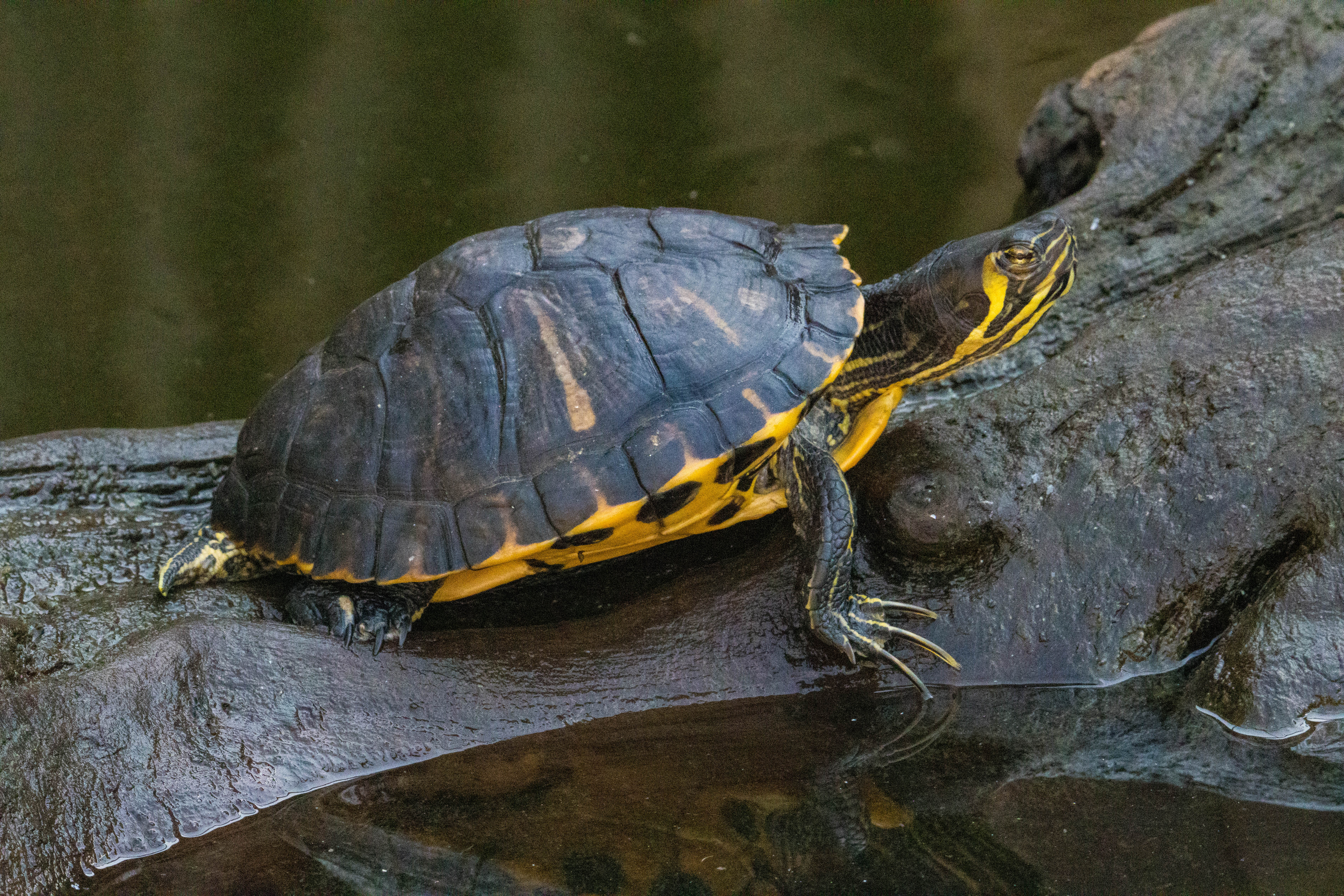 Tortue Trachemys scripta scripta-IMG_1438.jpg